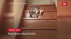 Kot i schody. Nagranie cię rozbroi