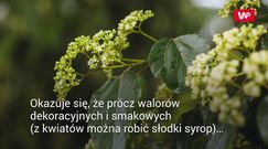 Sposób na kaca. Owoce drzewa rodzynkowego