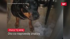 Każdy zna tę minę. Oto co naprawdę znaczy