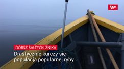 Drastycznie kurczy się  populacja popularnej ryby