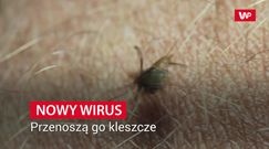 Nowy wirus przenoszony przez kleszcze