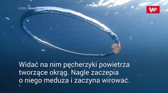 Wirująca meduza. Niezwykłe nagranie nurka