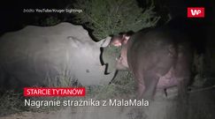 Starcie tytanów. Niezwykłe nagranie strażnika w parku narodowym