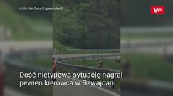 Czaiły się w trawie. Kierowcy zachowali się wzorowo