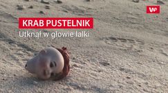 Utknął w głowie lalki. Mężczyzna nagrał na plaży scenę jak z horroru