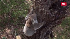 Koale wymierają. Australijska fundacja apeluje