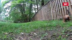 Wiewiórka kontra lis. Zobacz, jak to się skończyło