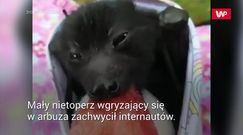 Słodki jak nietoperz. Wideo, które pokochali internauci