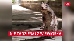 Nie zadzieraj w wiewiórkami. Wcale nie są takie słodkie i bezbronne