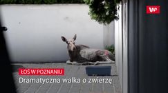 Zobaczyli na ulicach dzikie zwierzę. Na miejsce natychmiast przyjechały służby