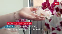 Zobacz, co musisz dodać, aby twoje kwiaty pięknie kwitły