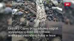 Przypadkowe nagranie. Film z Bieszczadów od razu stał się hitem