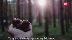 Szlachetny gatunek podgrzybka. Czy warto go jeść?