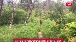 Bliskie spotkanie z niedźwiedziem. Para uciekła w krzaki