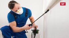 Nowy typ karaluchów. Naukowcy ostrzegają: ciężko będzie je wytępić