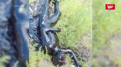 Pokryła go smoła. Przypadkowi przechodnie nie mieli czasu do stracenia