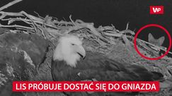 Lis próbuje dostać się do gniazda