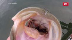 Karmienie rybki. Niesamowite nagranie wędkarza