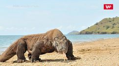 Zbroja z kości. Warany z Komodo zaskakują