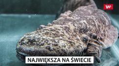 Największa na świecie. Nieznane stworzenie, które budzi postrach