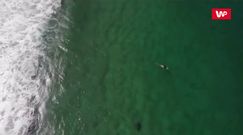 Niebezpieczne surfowanie. Nagranie z drona