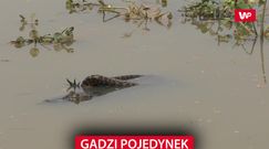 Gadzi pojedynek. Zobacz nagranie świadka