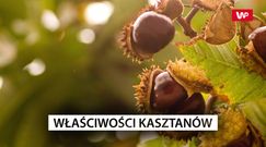 Cenne właściwości kasztanów