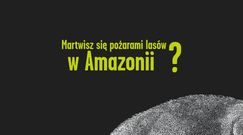 Manifest Zwierząt