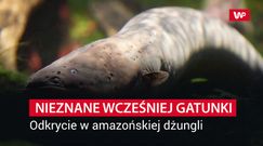 Zupełnie nowe gatunki. Sensacja na skalę światową