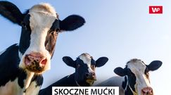 Skoczne krowy. Zobacz nagranie