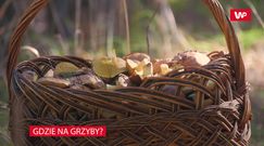 Gdzie na grzyby? Sezon trwa