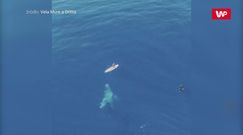 Wieloryby zaskoczyły kajakarza