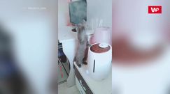 Ciekawski kot bawi się parą