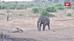 Słoń kontra nosorożce. Zobacz, jak to się skończyło