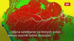 Rekordowa wycinka lasów Amazonii