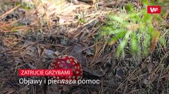 Zasypują polskie lasy. Pierwsza pomoc w razie zatrucia