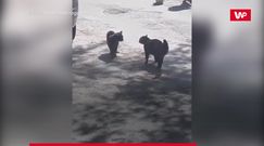 Dwa koty i wrona. Parskniesz ze śmiechu