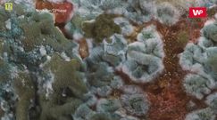 Uszkadza układ odpornościowy. Takiego chleba nigdy nie jedz