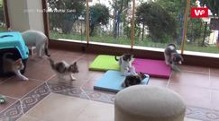 Szalona kocia gromadka