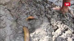 Polowanie na węgorze