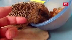 Karmienie małego jeża