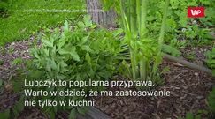 Lubczyk – naturalny afrodyzjak