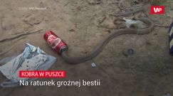 Na ratunek groźnej bestii. Nagranie z wężem podbija sieć