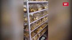 13 ton złota znalezionych w piwnicy