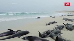 Plaża martwych wielorybów