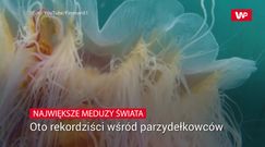 Największe meduzy świata