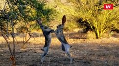Na gołe "pięści". Walka zajęcy w najlepszym wydaniu