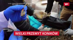 Wielki przemyt koników morskich