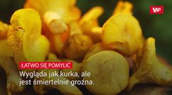 Wygląda jak kurka, ale  jest śmiertelnie groźna