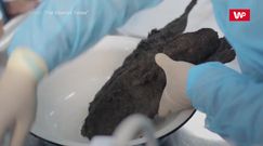 Wielki krok ku "wskrzeszeniu" szczenięcia sprzed ponad 14 tys. lat